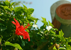 沖縄の空に咲く  　週末ハート