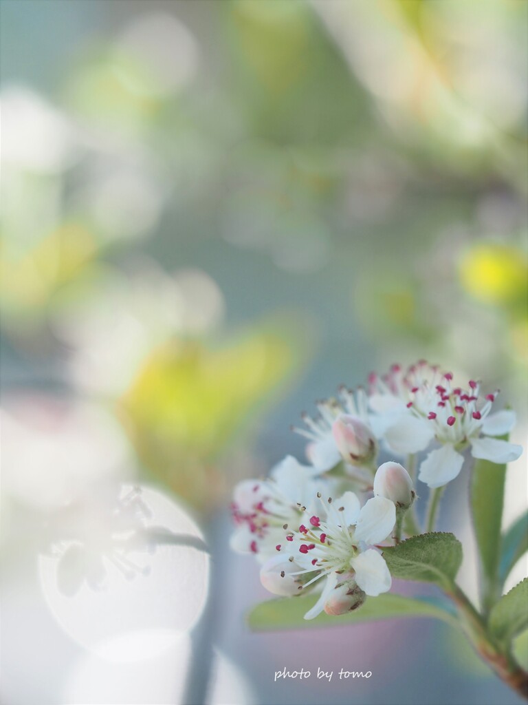 春幻