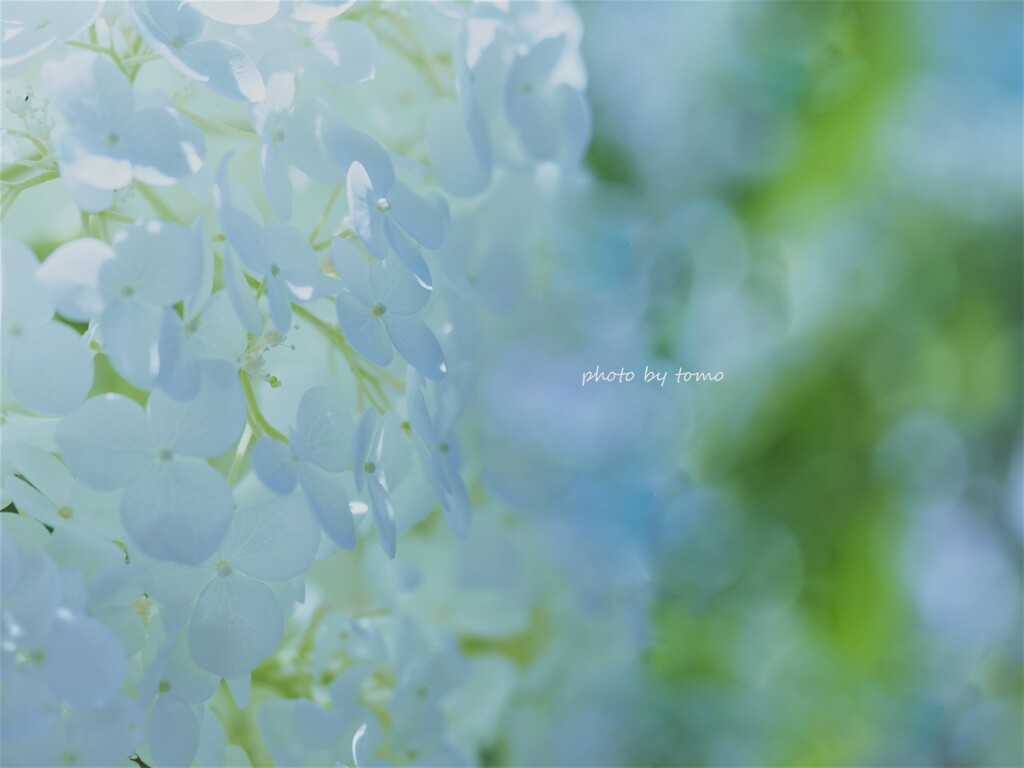June bride