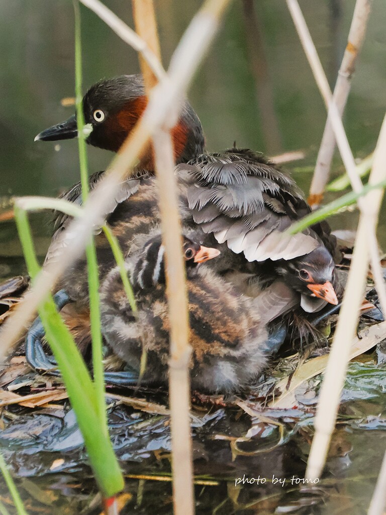 あまえんぼさん