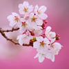 幸せを届ける桜
