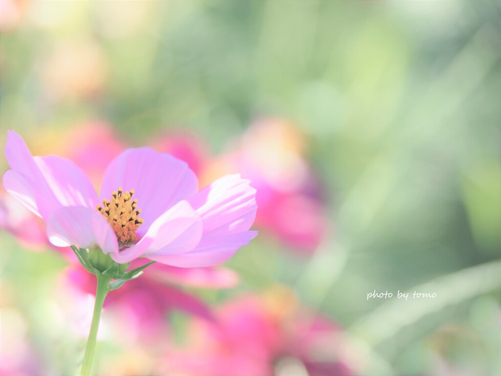 あきいろいろいろ