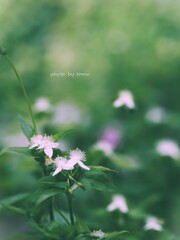 June Fairy
