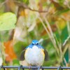 ペンギンじゃないよ～