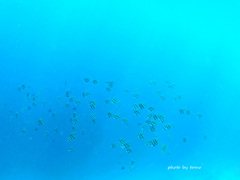 碧海