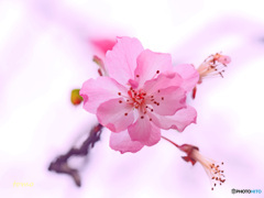 秋に咲く　空にふわり