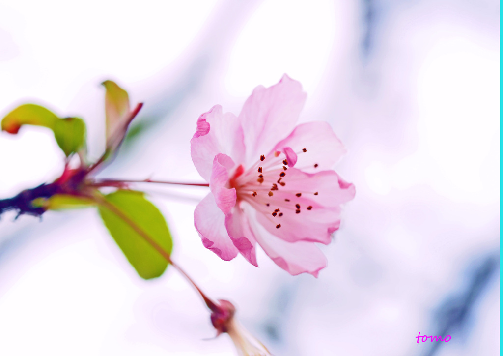冬桜に思いをよせて
