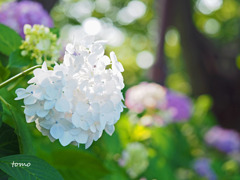 明日は明日の風がふく