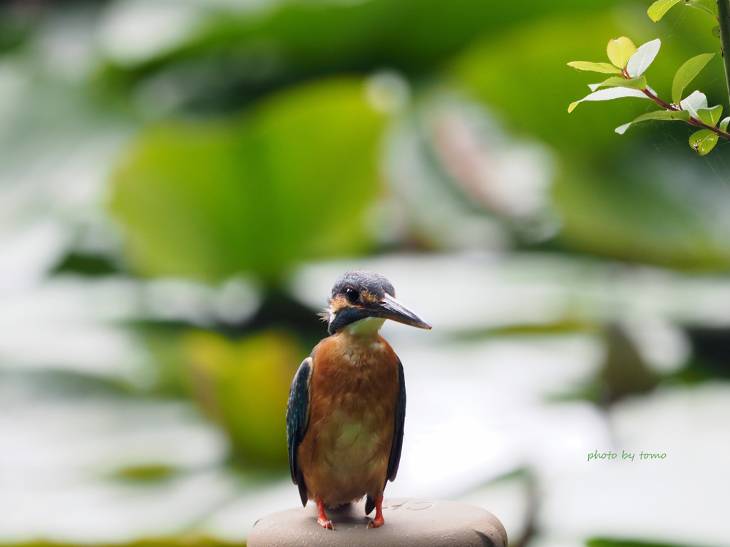 ペンギンじゃないのよ