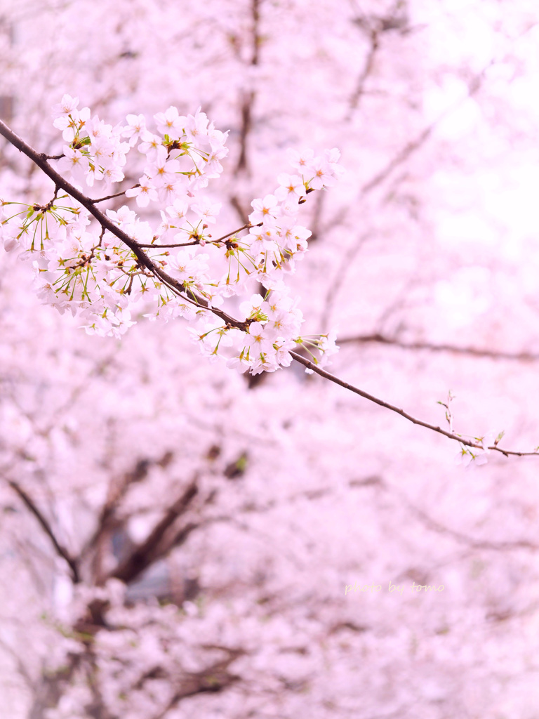 桜色♡