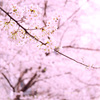 桜色♡