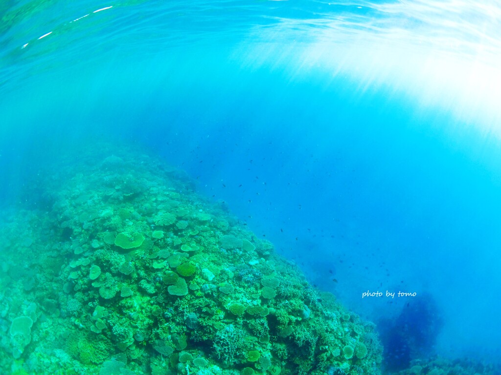 母なる海にて