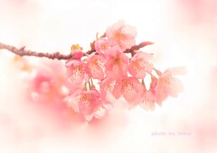 朧桜