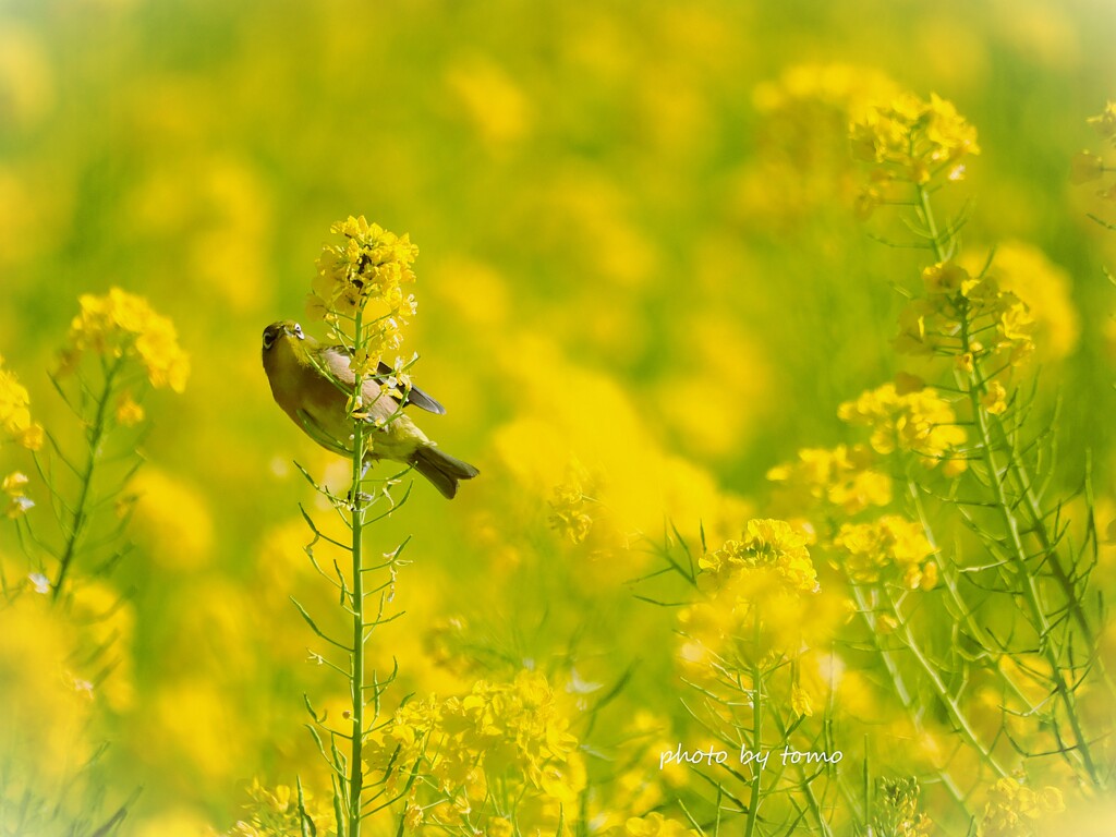 春を呼ぶ鳥