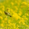 春を呼ぶ鳥