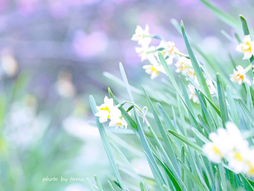 春の約束