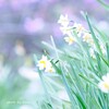 春の約束