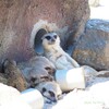 ヤルキデナイヨネ