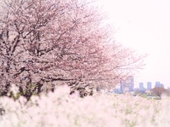 さくらさく♬