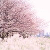 さくらさく♬