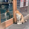 開店待ちにゃ