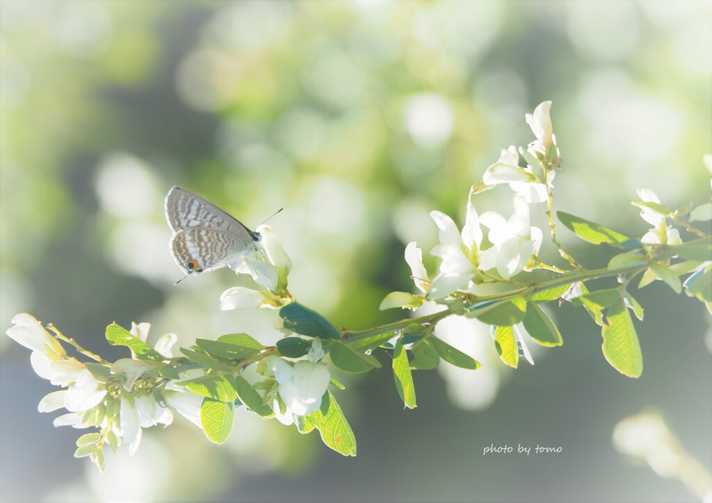 Petit bonheur