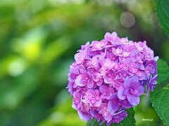それでも花は咲く