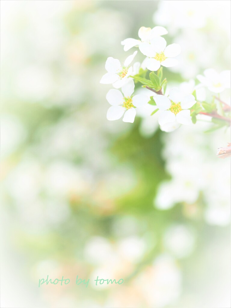 春の雪