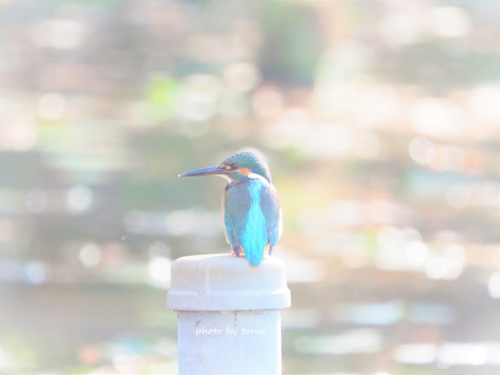 ひだまり