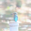 ひだまり
