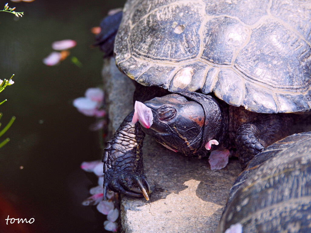 お花見カメ