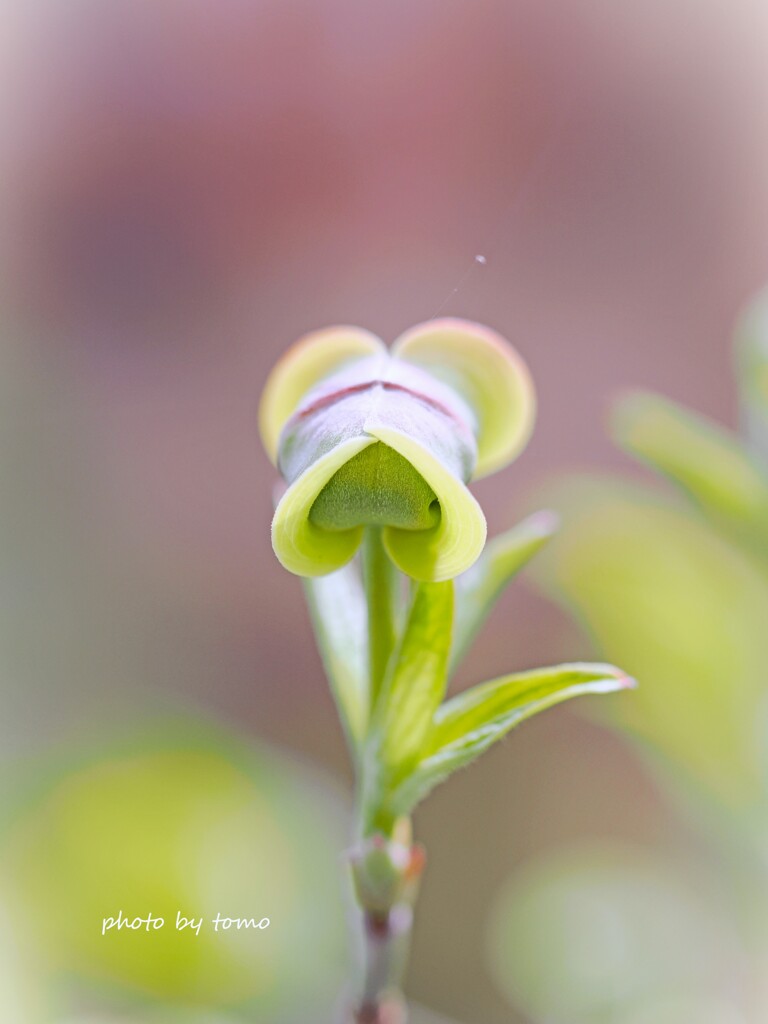 つぼみ♡