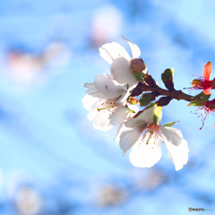 秋に咲く桜