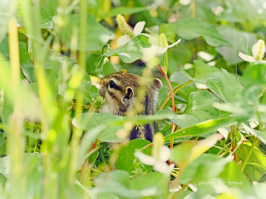 かくれんぼ