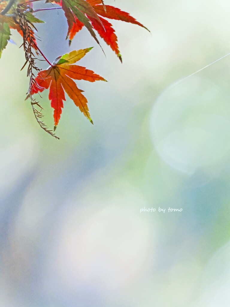 やさしい風が吹いたら