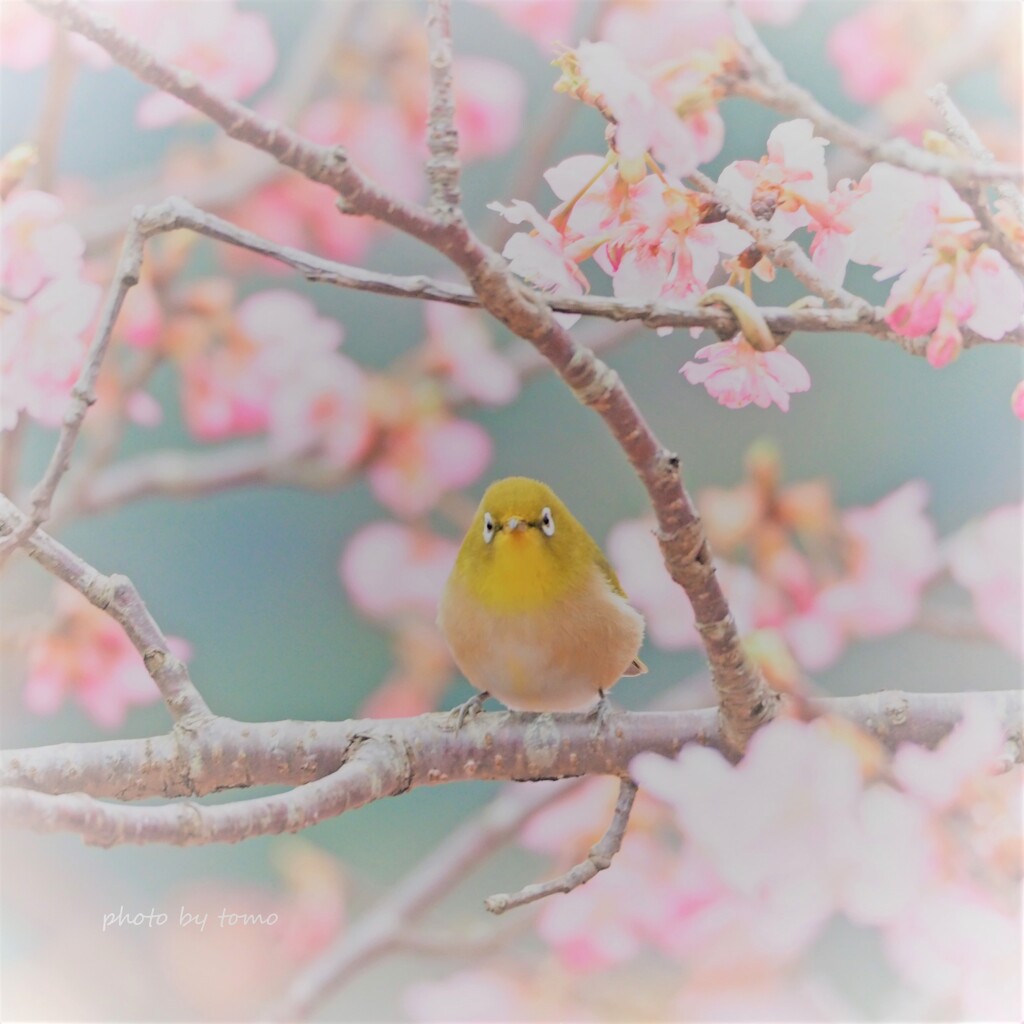 花より・・・