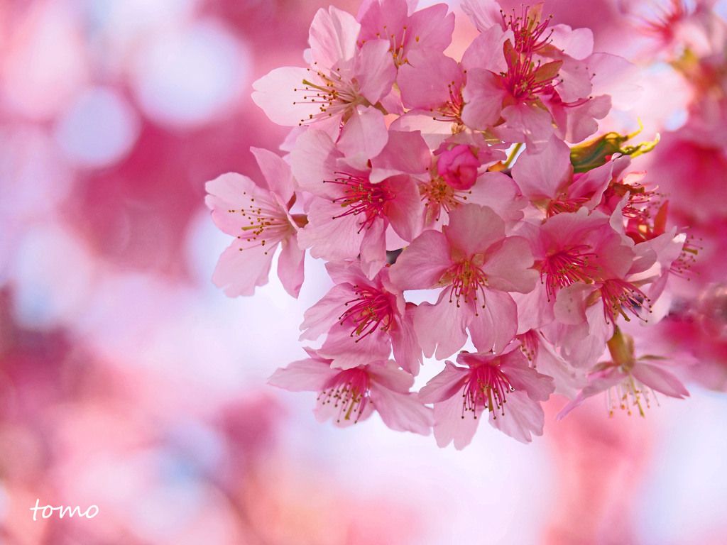 見上げた空は桜色
