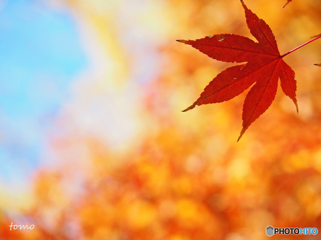 ひらり
