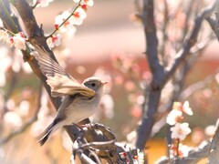 Spring Angel