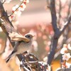 Spring Angel