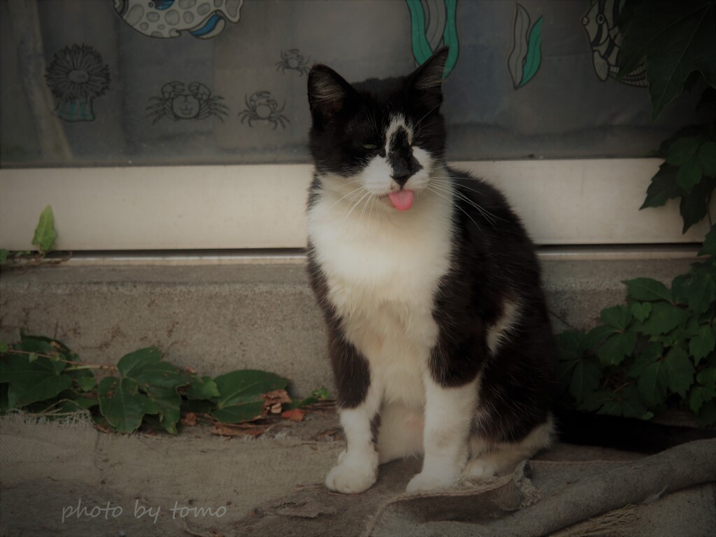 ダイバー猫