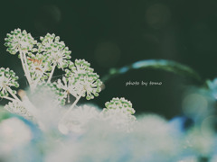 雪の花ひらくころ