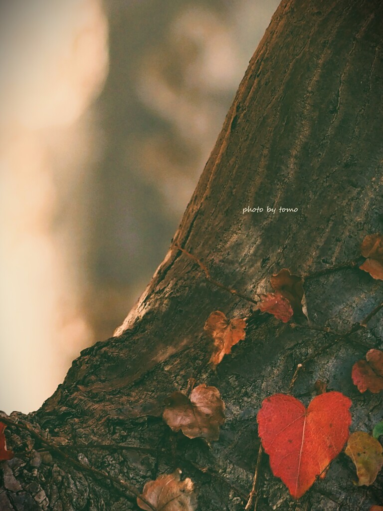 Love letter from winter ☆彡