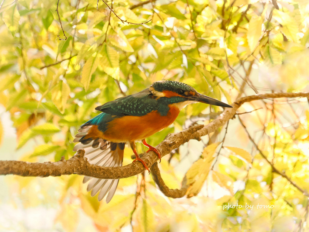 TOKYO GIRLS COLLECTION♡