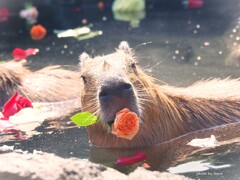 薔薇の花を君に♡