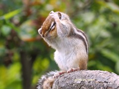 う～ん( ˘•ω•˘ ).｡oஇ