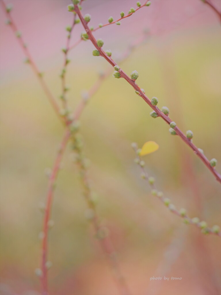 芽吹く