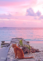 幸せ色の夕日のなかで　　島猫