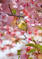 春はすぐそこにある＾＾