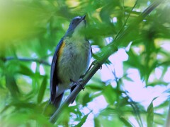 しあわせさがし